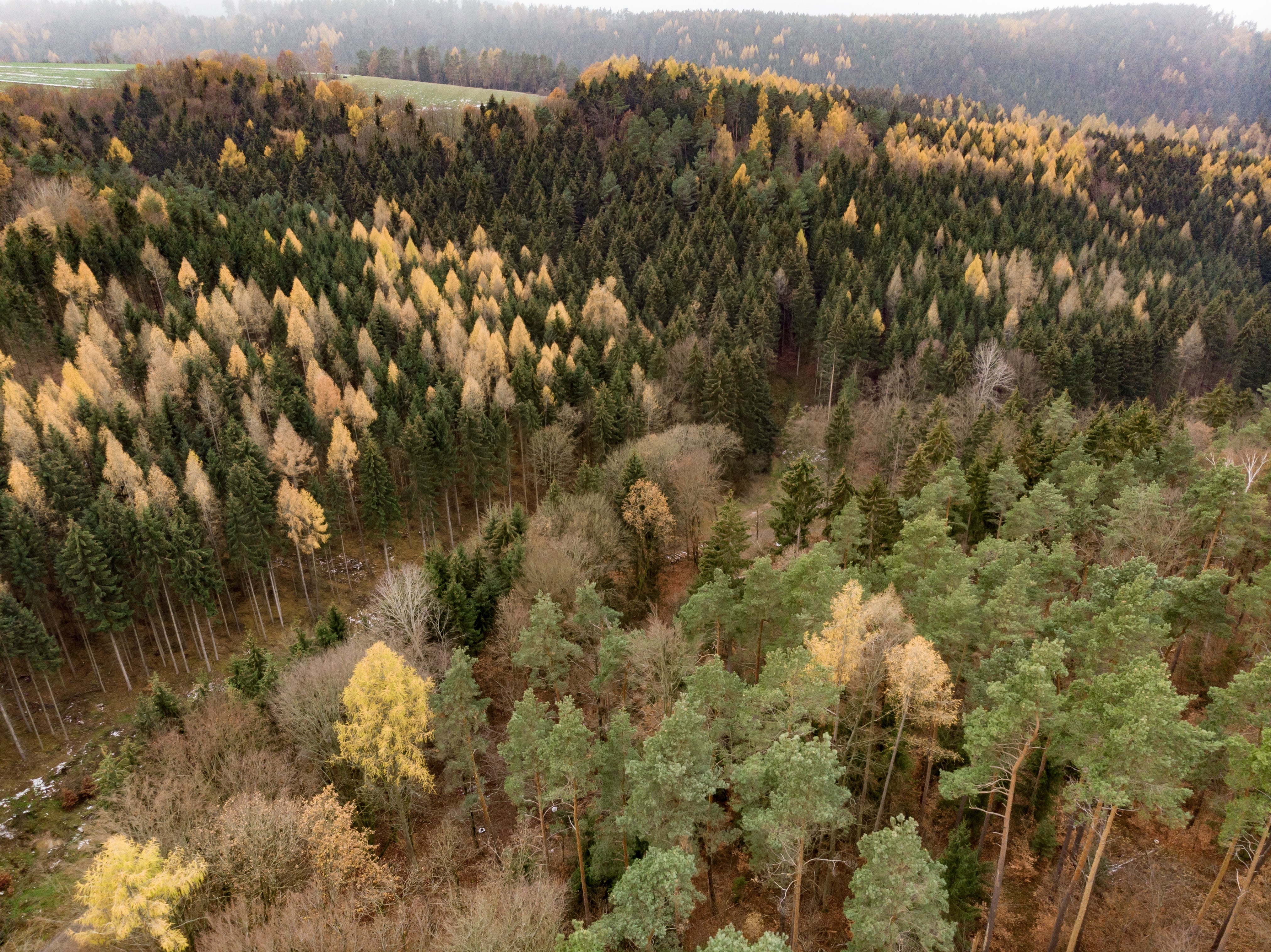 several-trees-multiple-shades-growing-mountain.jpg