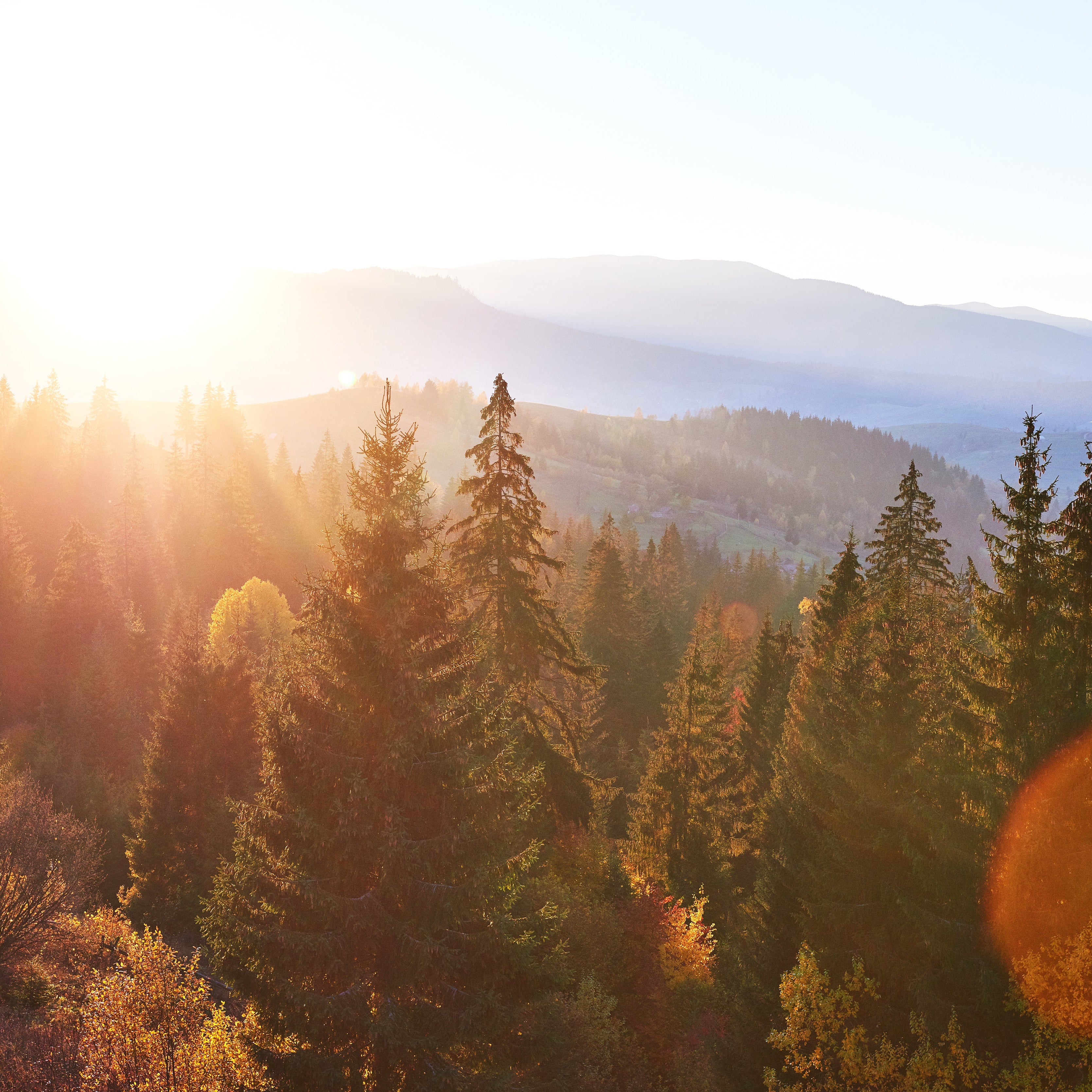 beautiful-autumn-morning-view-point-deep-forest-valley-carpathians-ukraine-europe.jpg